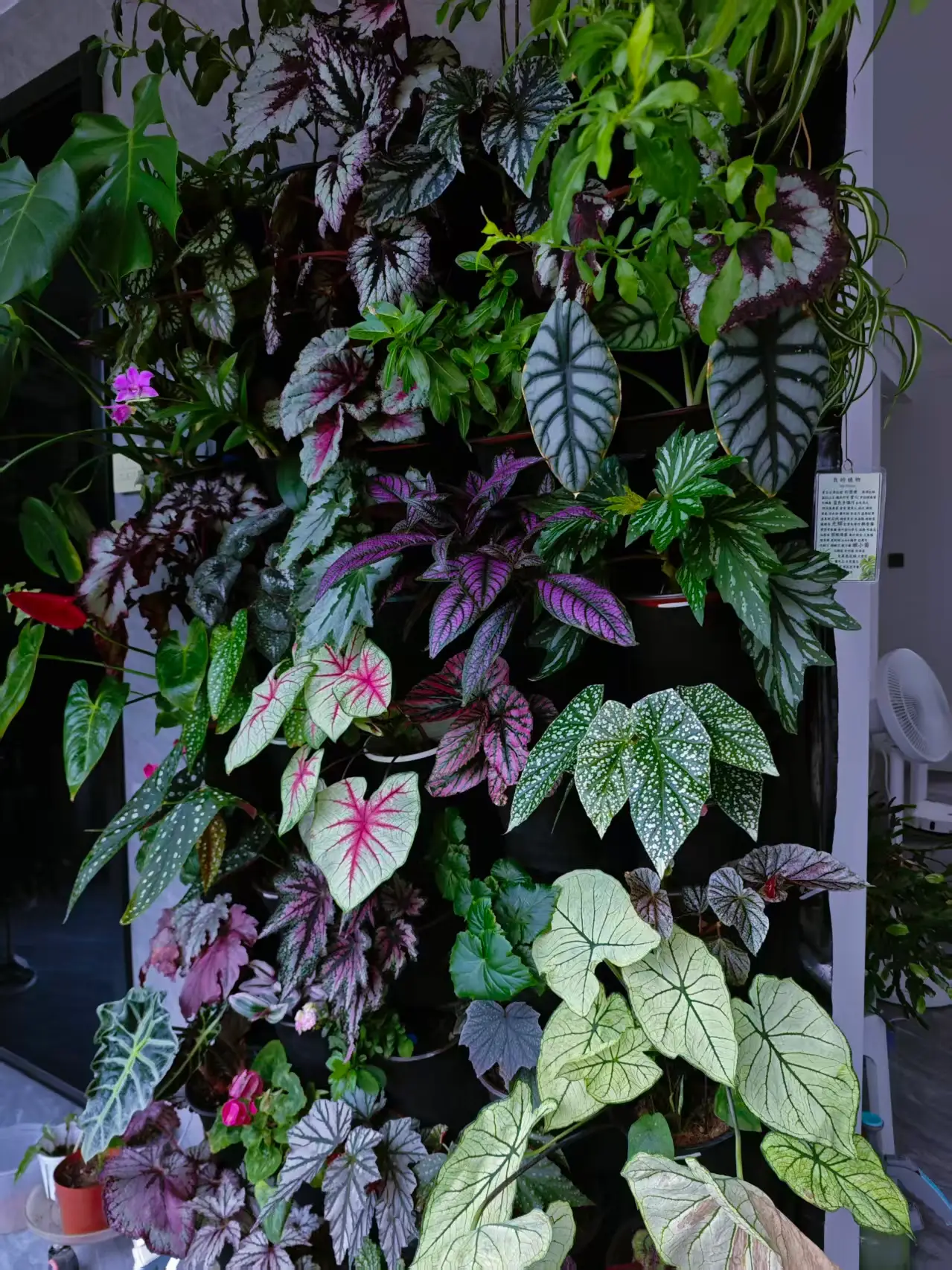 3.0版本植物墙